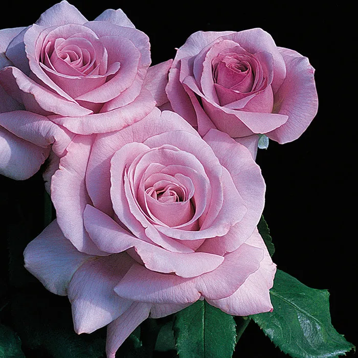 Hybrid Tea Rose 'Neptune' - 2 Gallon Potted Shrub
