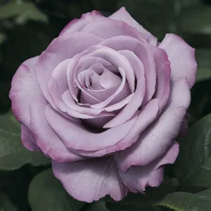Hybrid Tea Rose 'Neptune' - 2 Gallon Potted Shrub