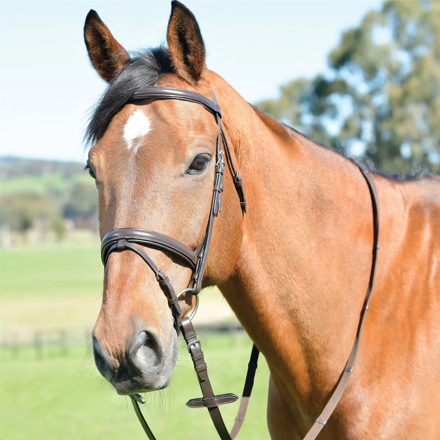 Kincade Classic Plain Raised Flash Bridle With Reins