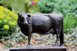 True Type Holstein looking backward